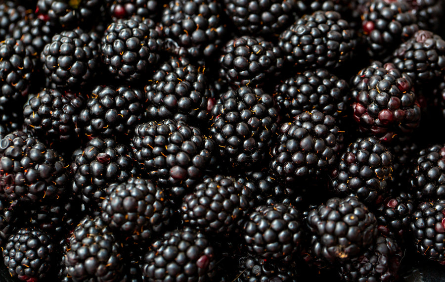 Blackberry Growing Guide