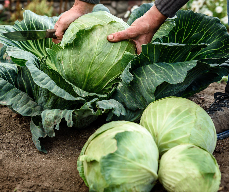 Cabbage Growing Guide - HOSS