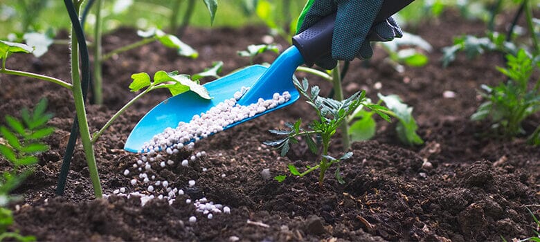 Row by Row Episode 3: Fertilizer in Your Vegetable Garden