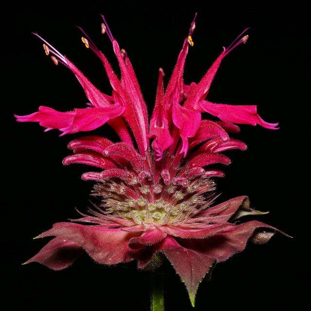 Bee Balm Growing Guide