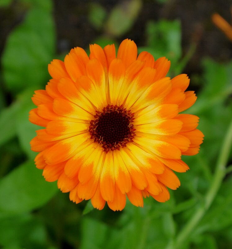 Calendula Growing Guide