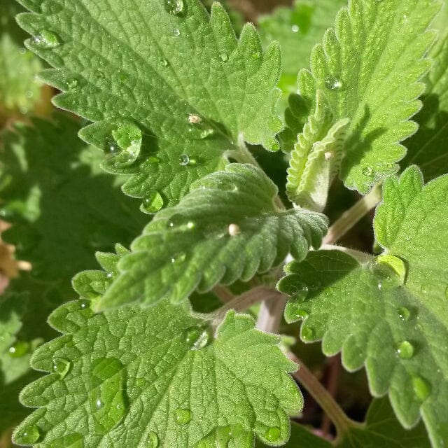 Catnip Growing Guide