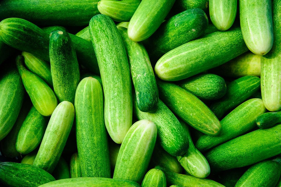 Cucumber Growing Guide