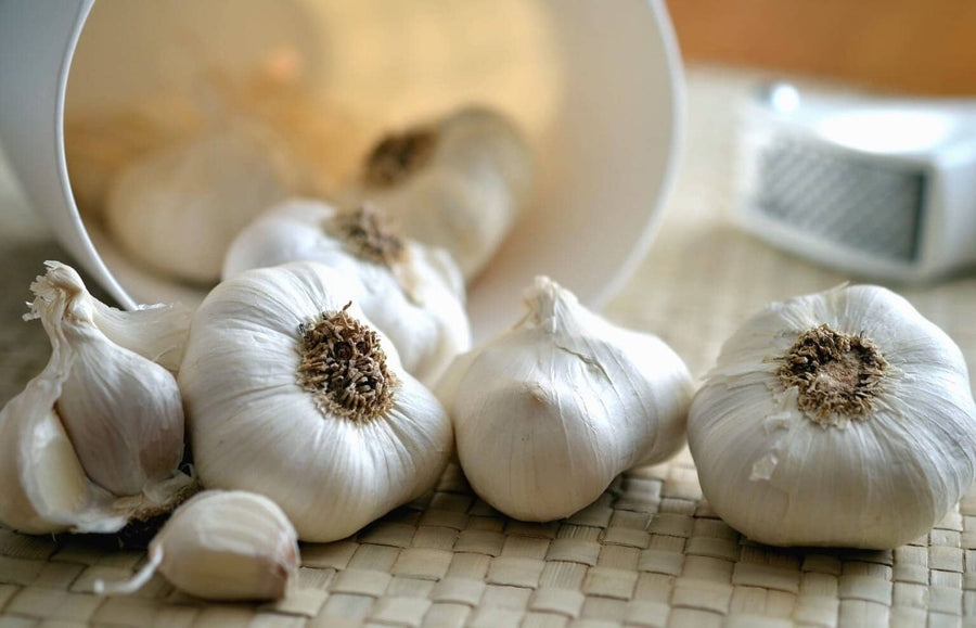 Elephant Garlic Growing Guide