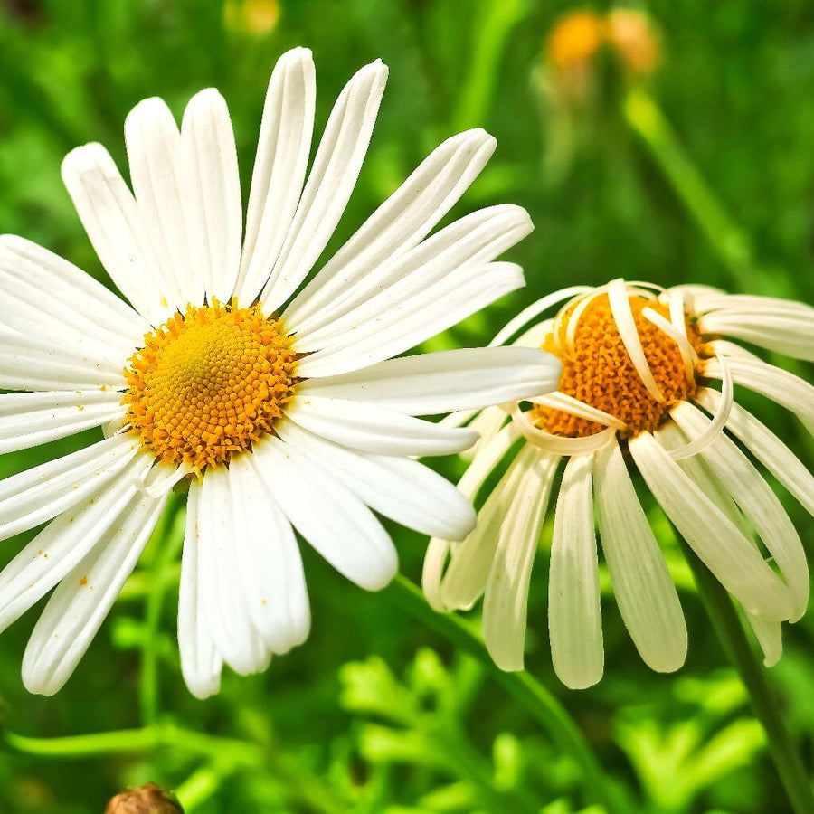Feverfew Growing Guide