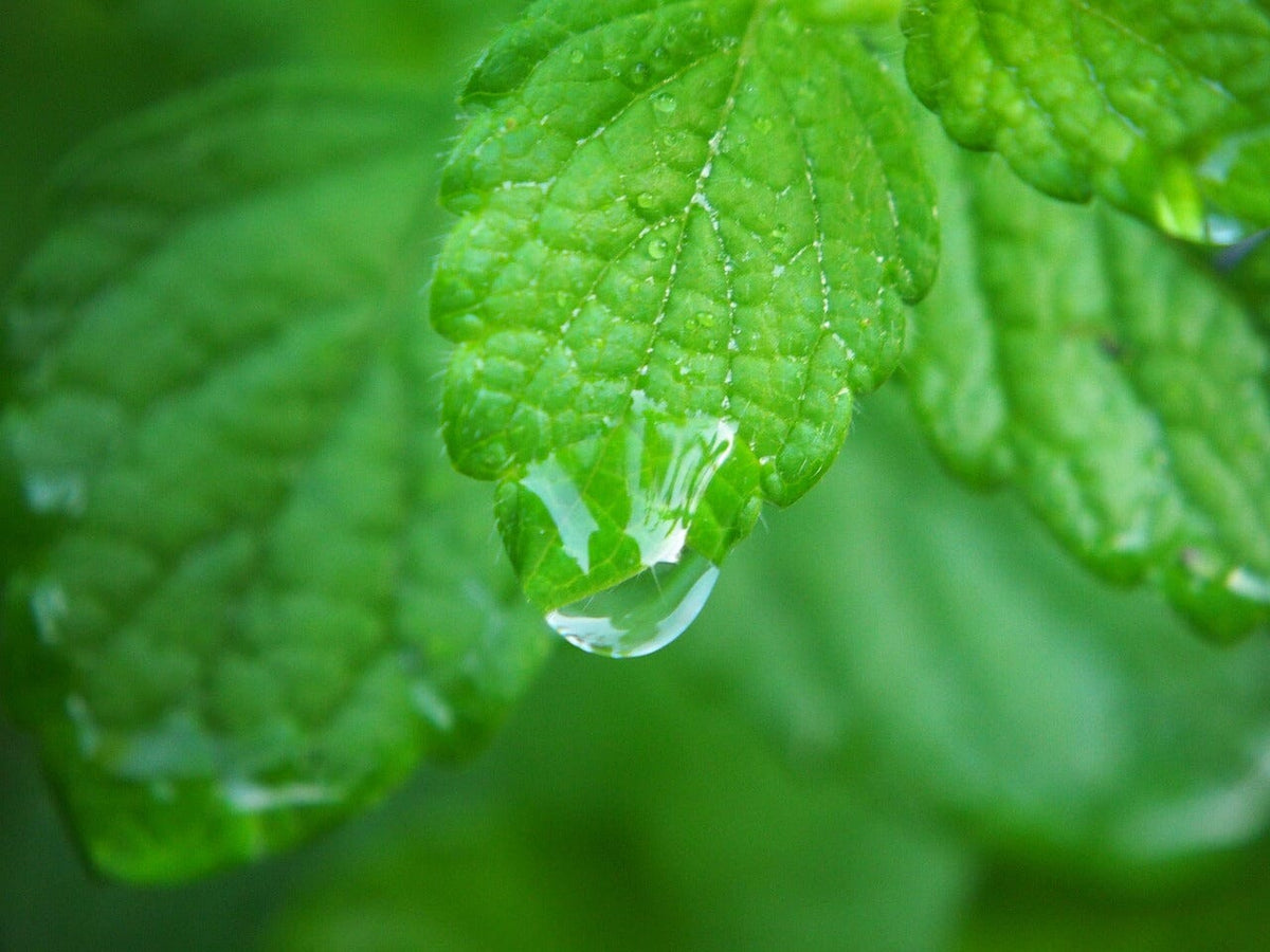 Lemon Balm Growing Guide – HOSS