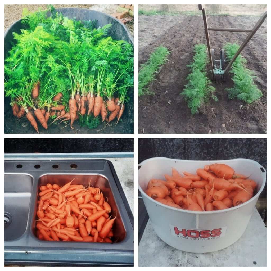 Pelleted Carrot Seed