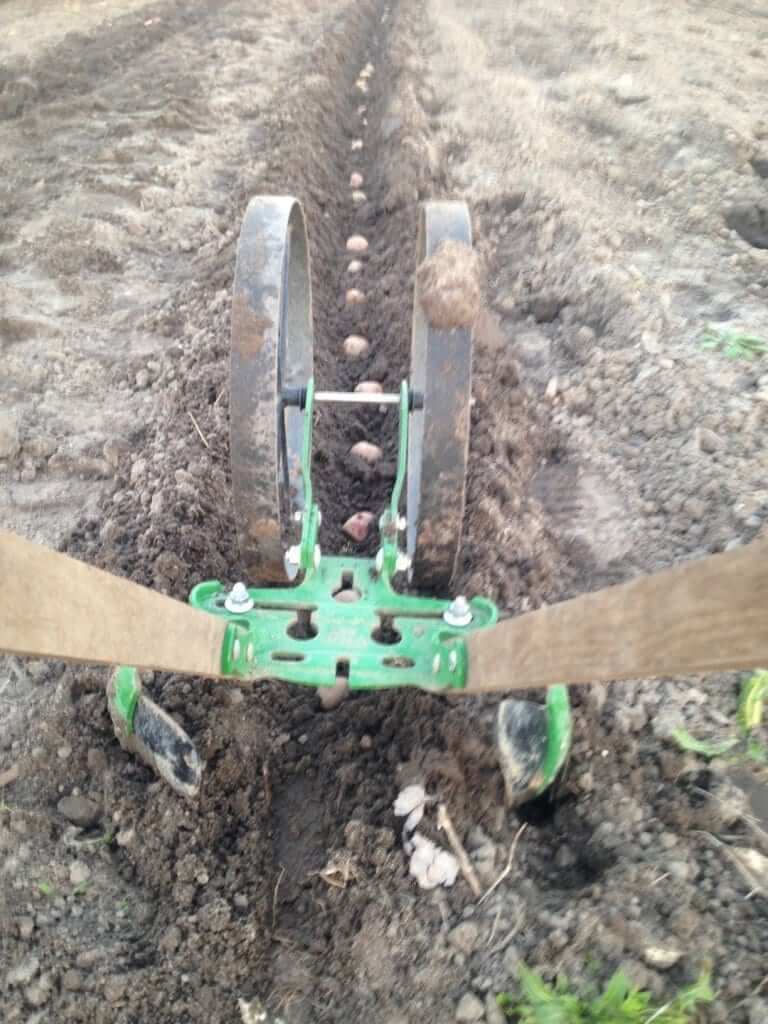 Planting Potatoes with a Wheel Hoe