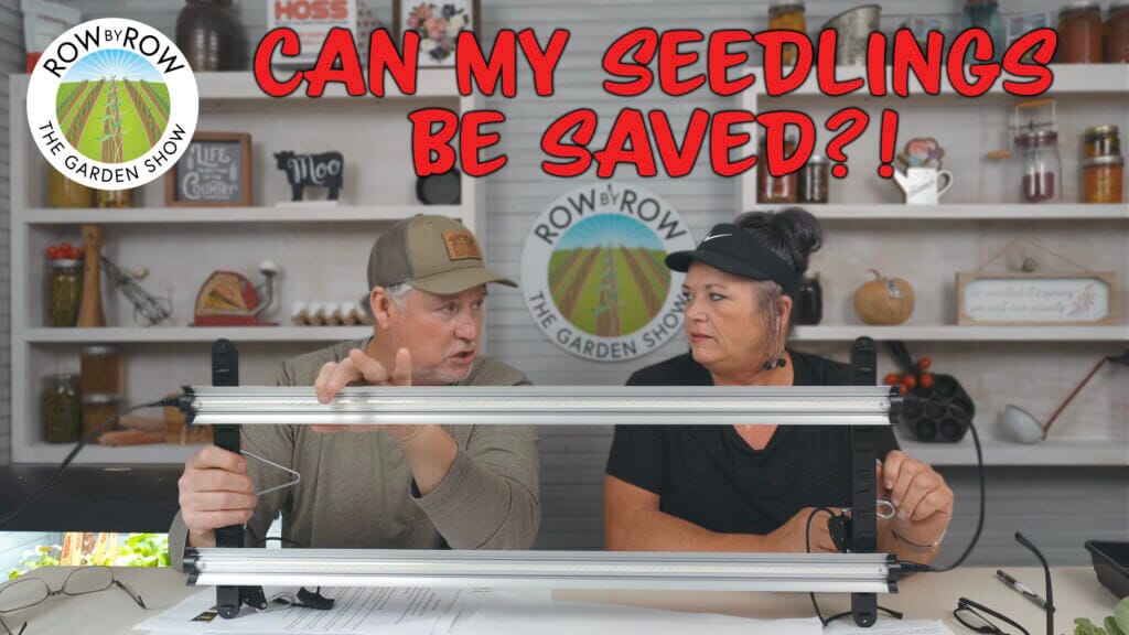 Row by Row Episode 238: How To Fix Leggy Seedlings