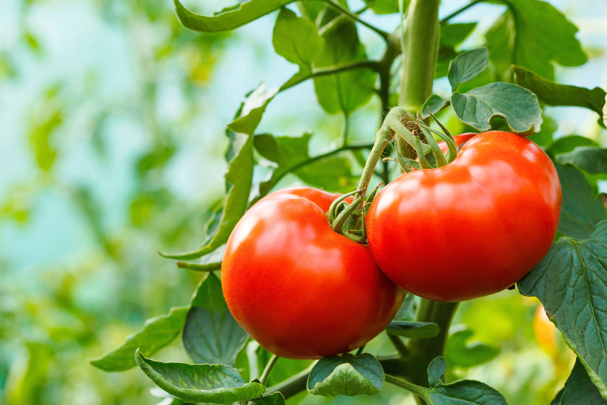 Tomatoes – HOSS