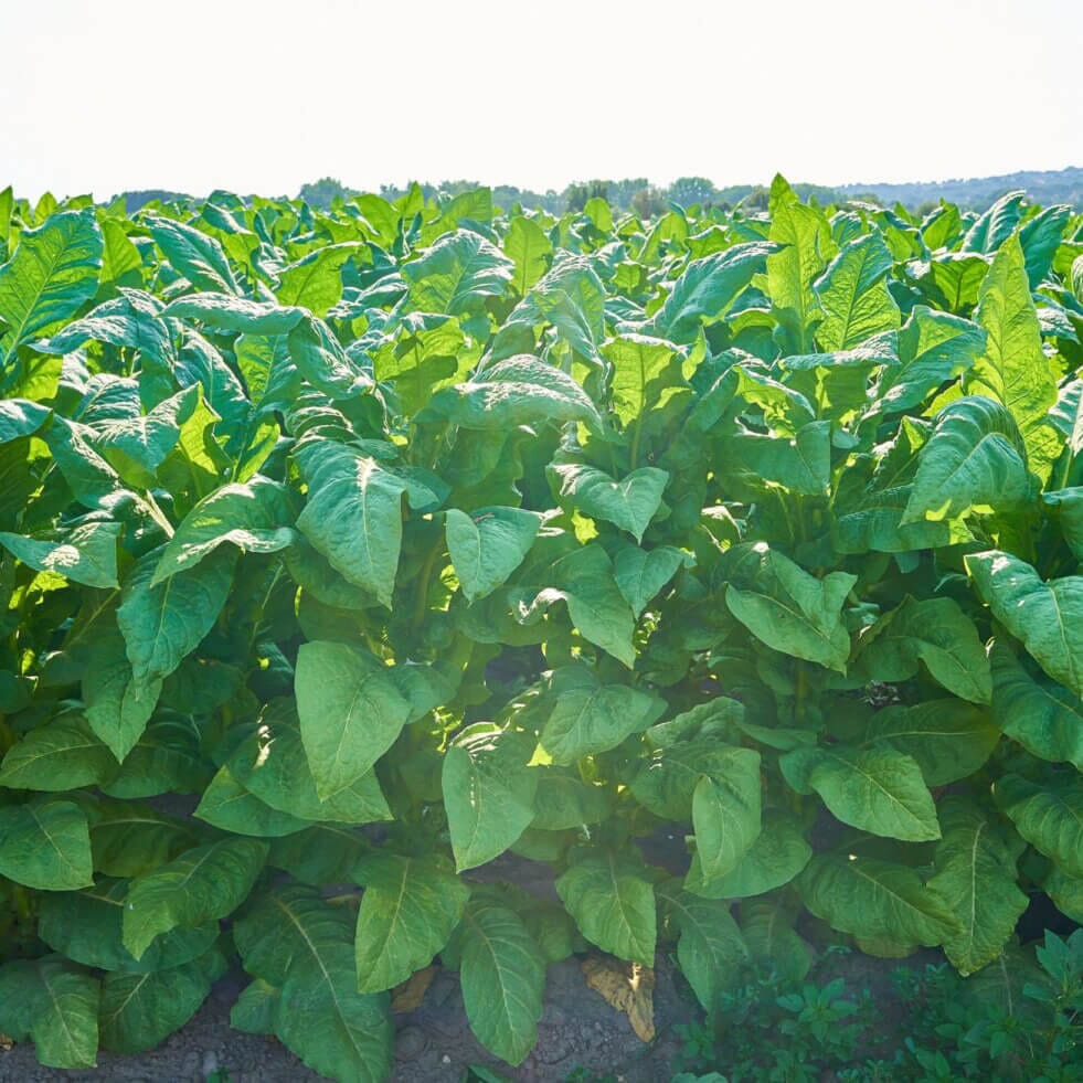 tobacco seedlings for sale Havana-608 Seeds: Non-gmo Nicotiana Tabacum, Bright Green Leaves Free Shipping No Tracking Read Description There are dozens of unique cultivars available Tobacco plant for sale -