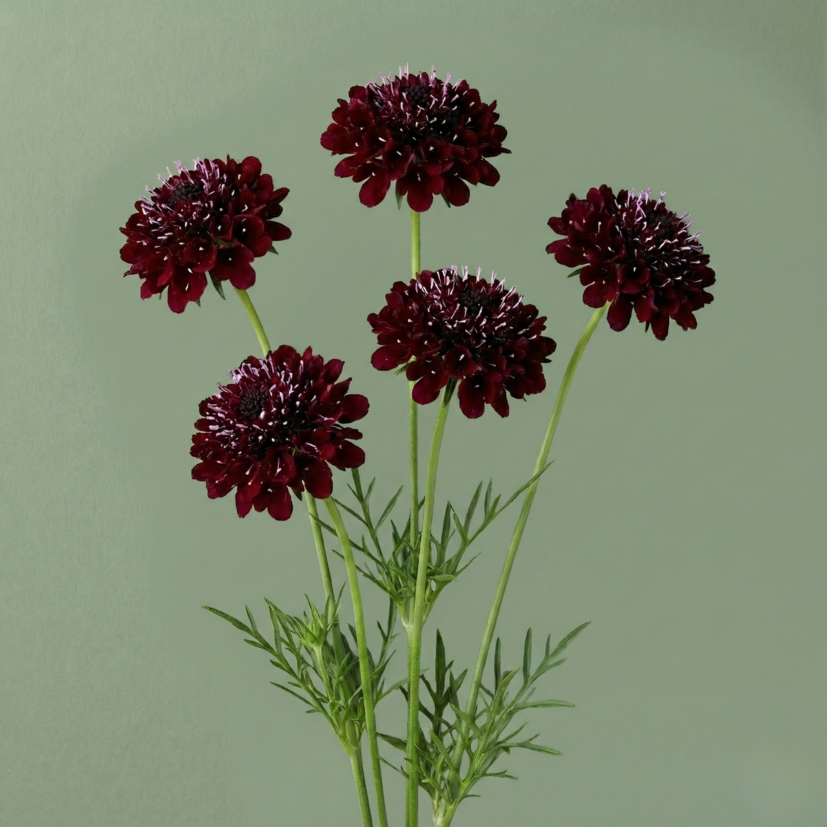 Black Knight Scabiosa – HOSS