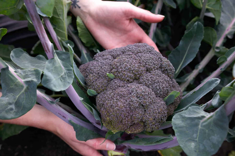 Purple Magic Hybrid Broccoli F1 - HOSS