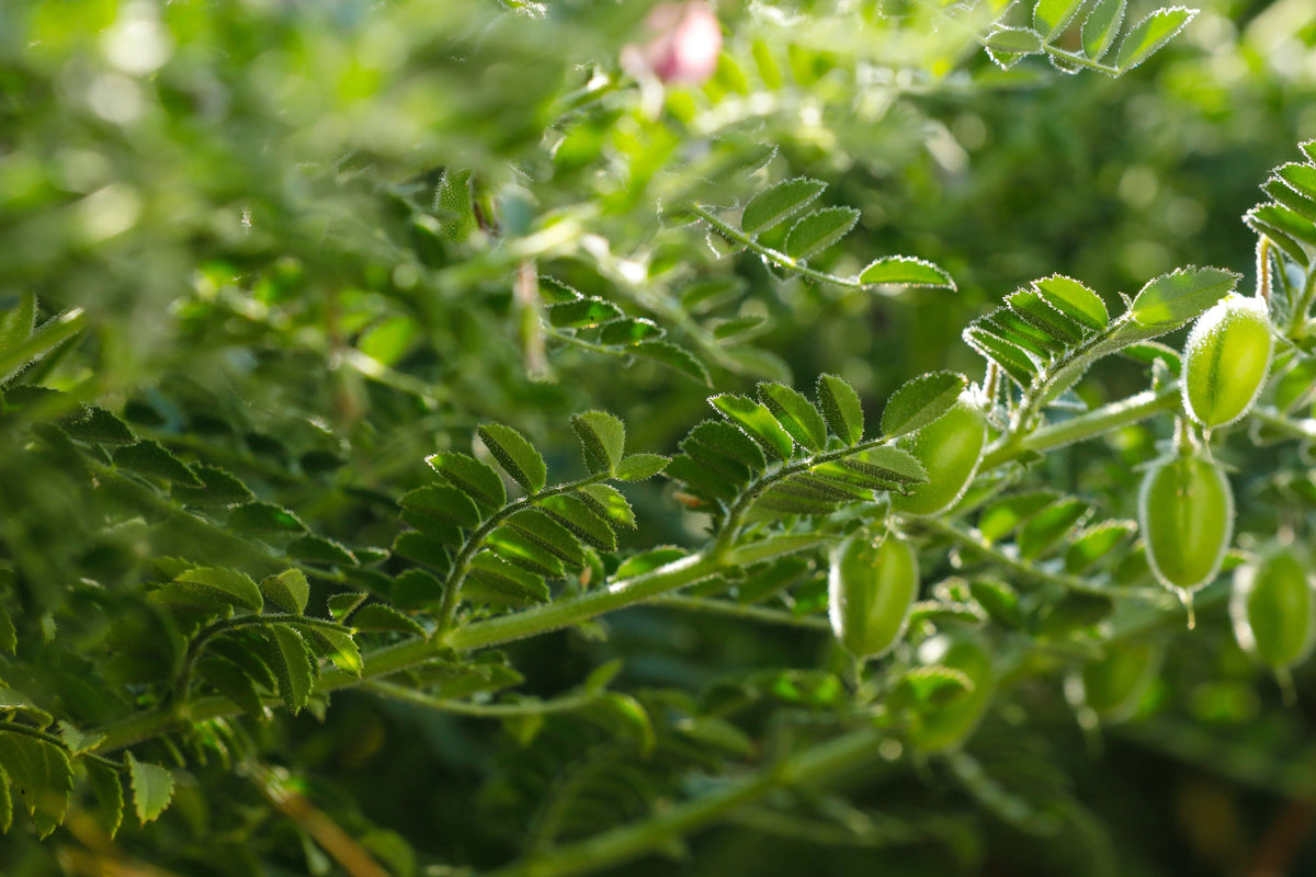 chickpea plant images Desi Chickpea
