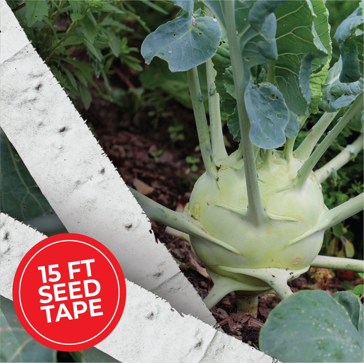 vegetable garden seed tape Giant White Kohlrabi Seed Tape 12 Tapes (90 ft.)