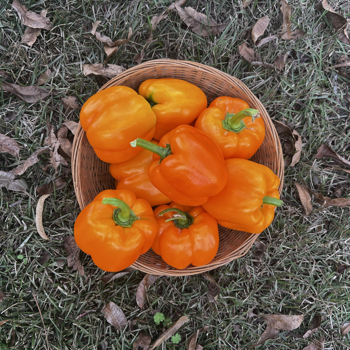Hossinator Orange Bell Pepper F1 – Extra-Large Hybrid Bell | Grow