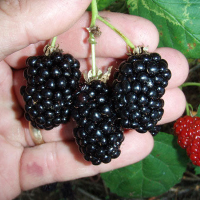 Hand holding a cluster of blackberries with green leaves in the background