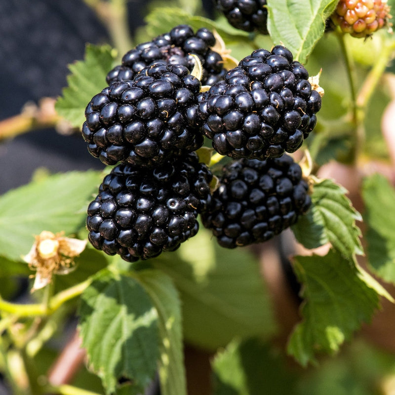 Cluster of blackberries on a branch with green leaves.