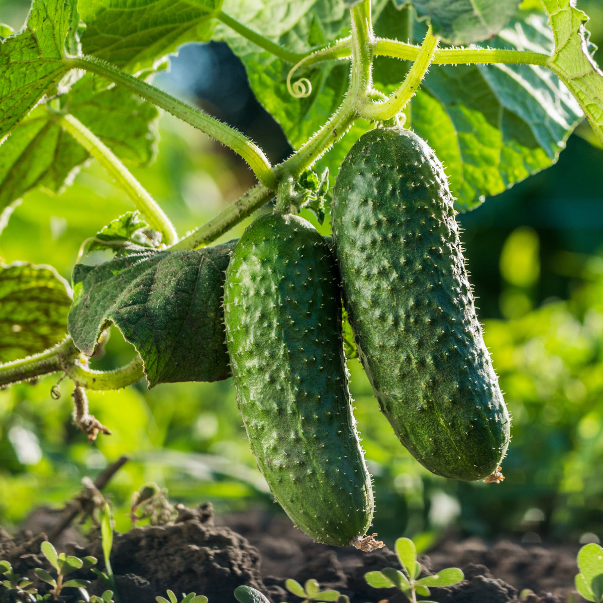 【cucumber】 greenlight_1200x960.png?v=