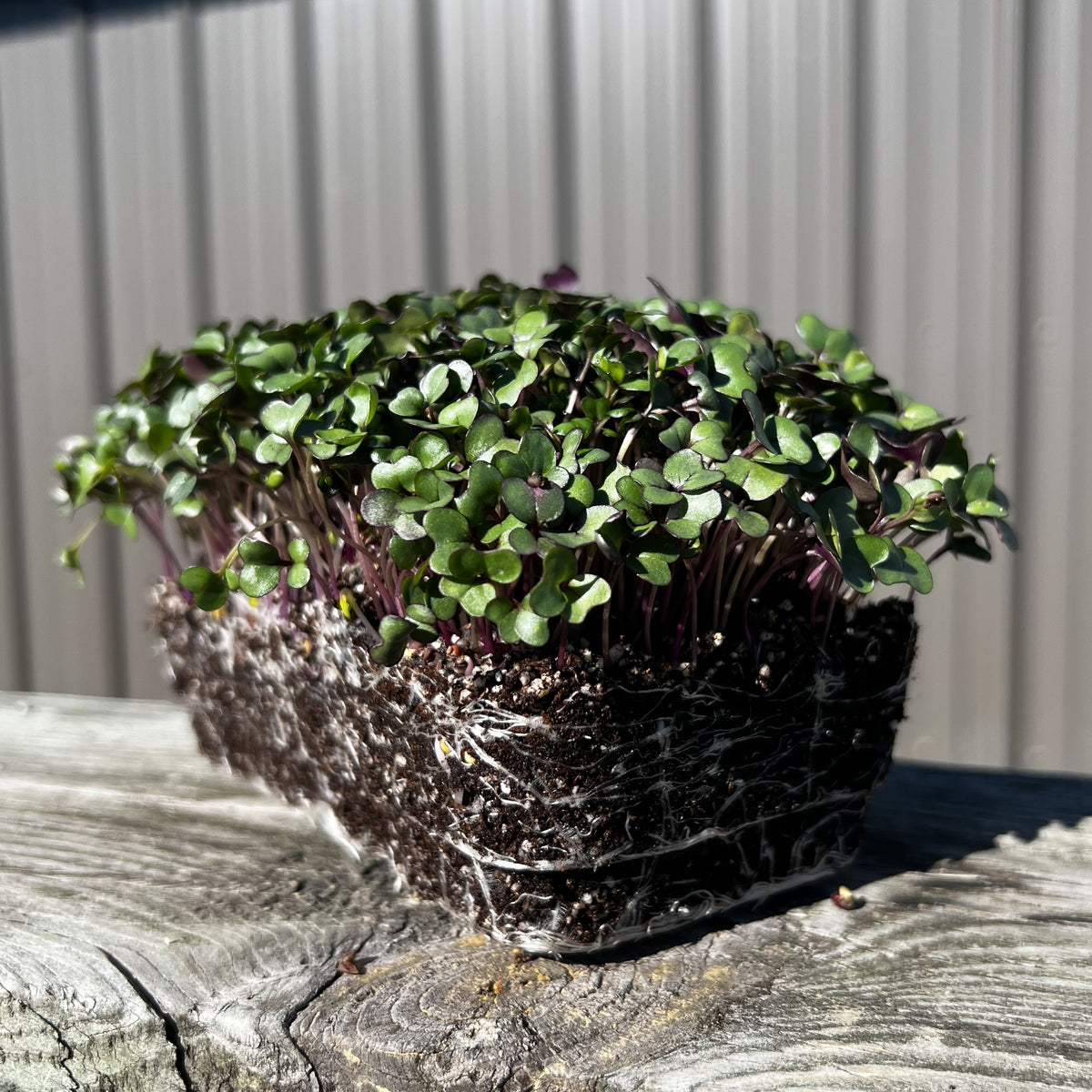 Purple Vienna Kohlrabi Microgreens – HOSS