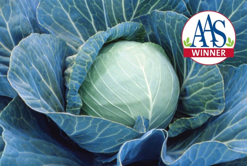 Stonehead Hybrid Cabbage F1 - HOSS