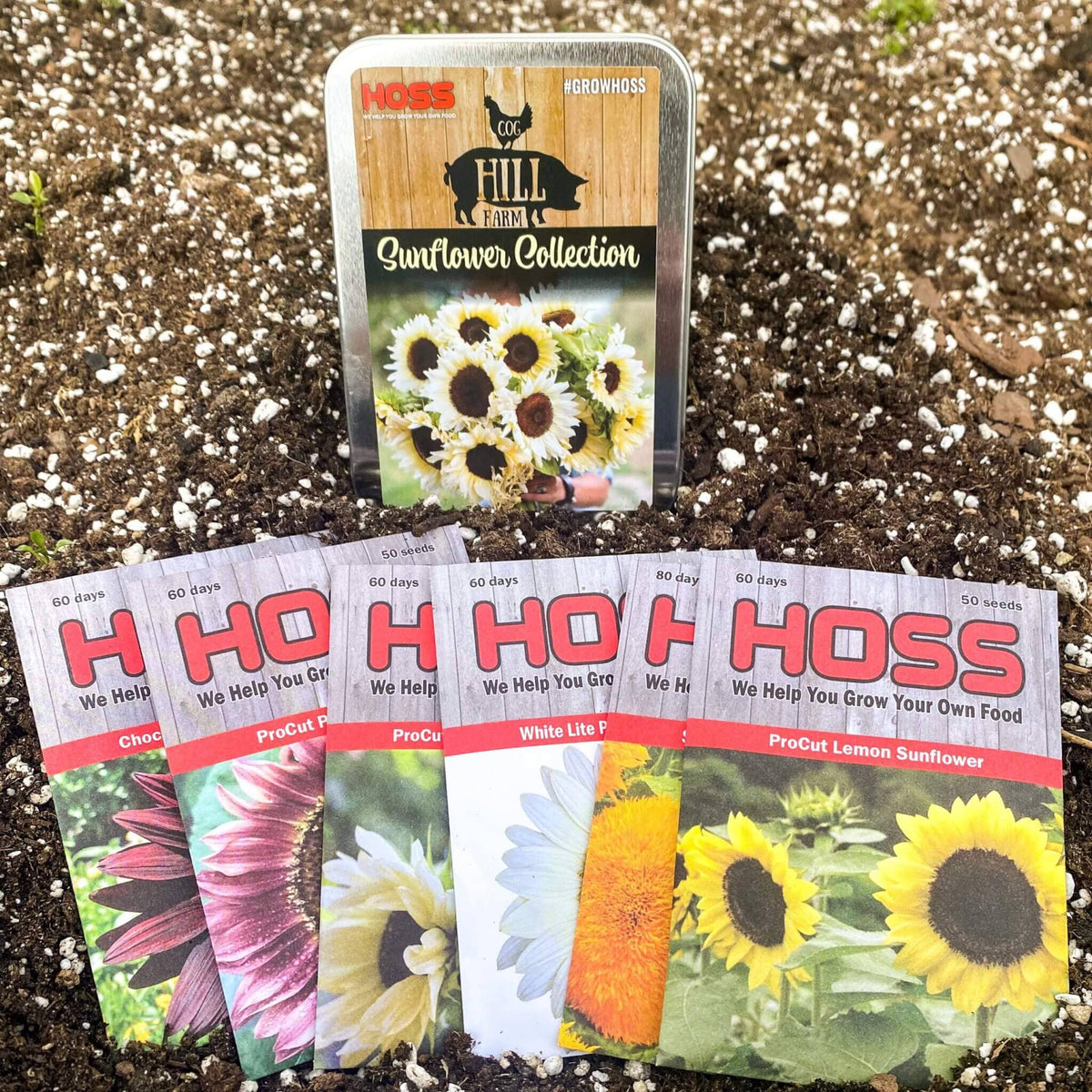 sun flower seeds for sale Cog Hill Farm Sunflower Collection – HOSS