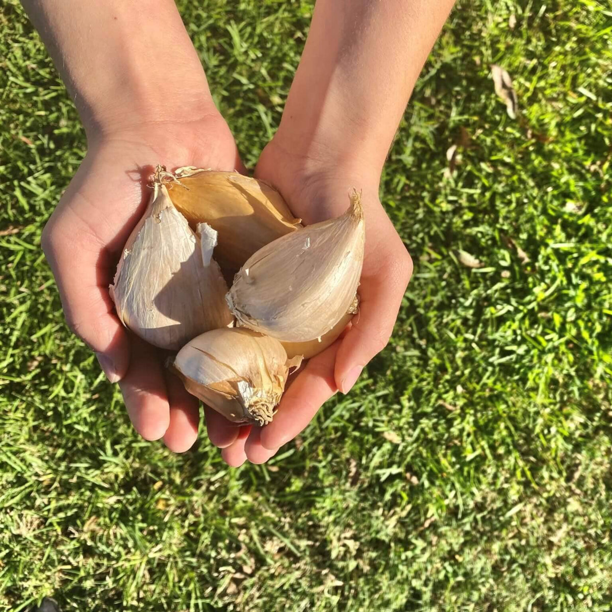 Elephant Garlic HOSS