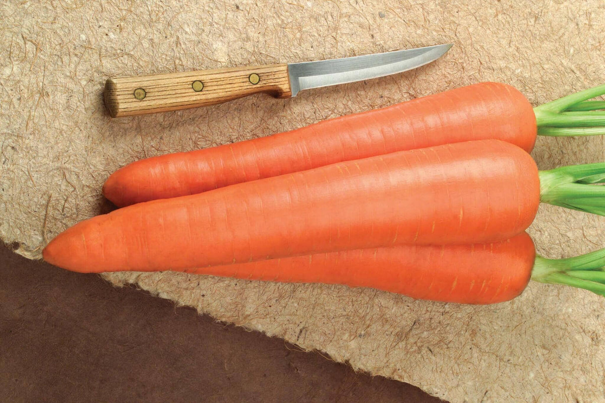 Envy Hybrid Carrot F1 – HOSS