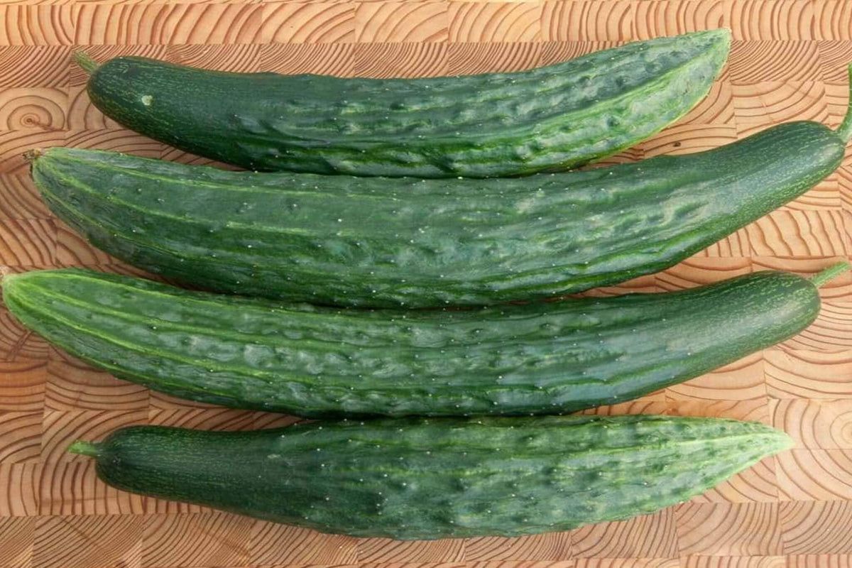 Green Dragon Burpless Hybrid Cucumber F1 – HOSS