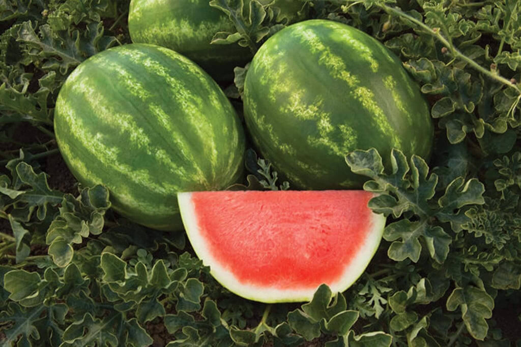 Captivation Seedless Watermelon