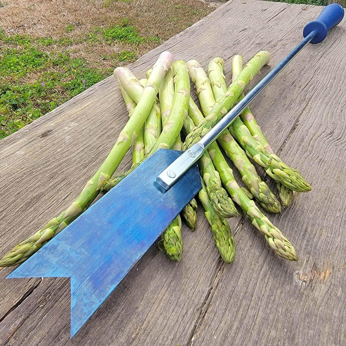 Harvesting-Asparagus-