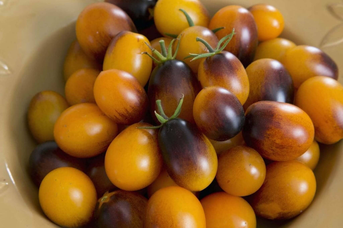 Indigo-Sun-Tomato-A_1200x1200.