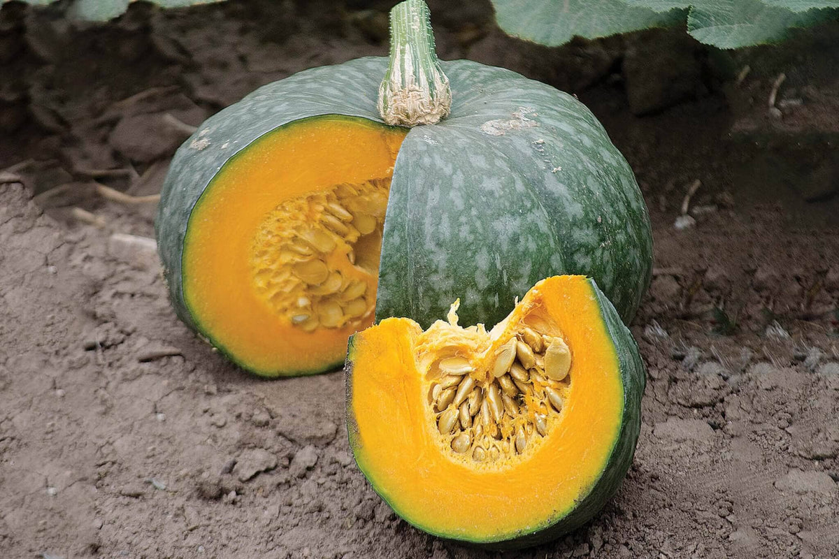 Kabocha Squash – HOSS