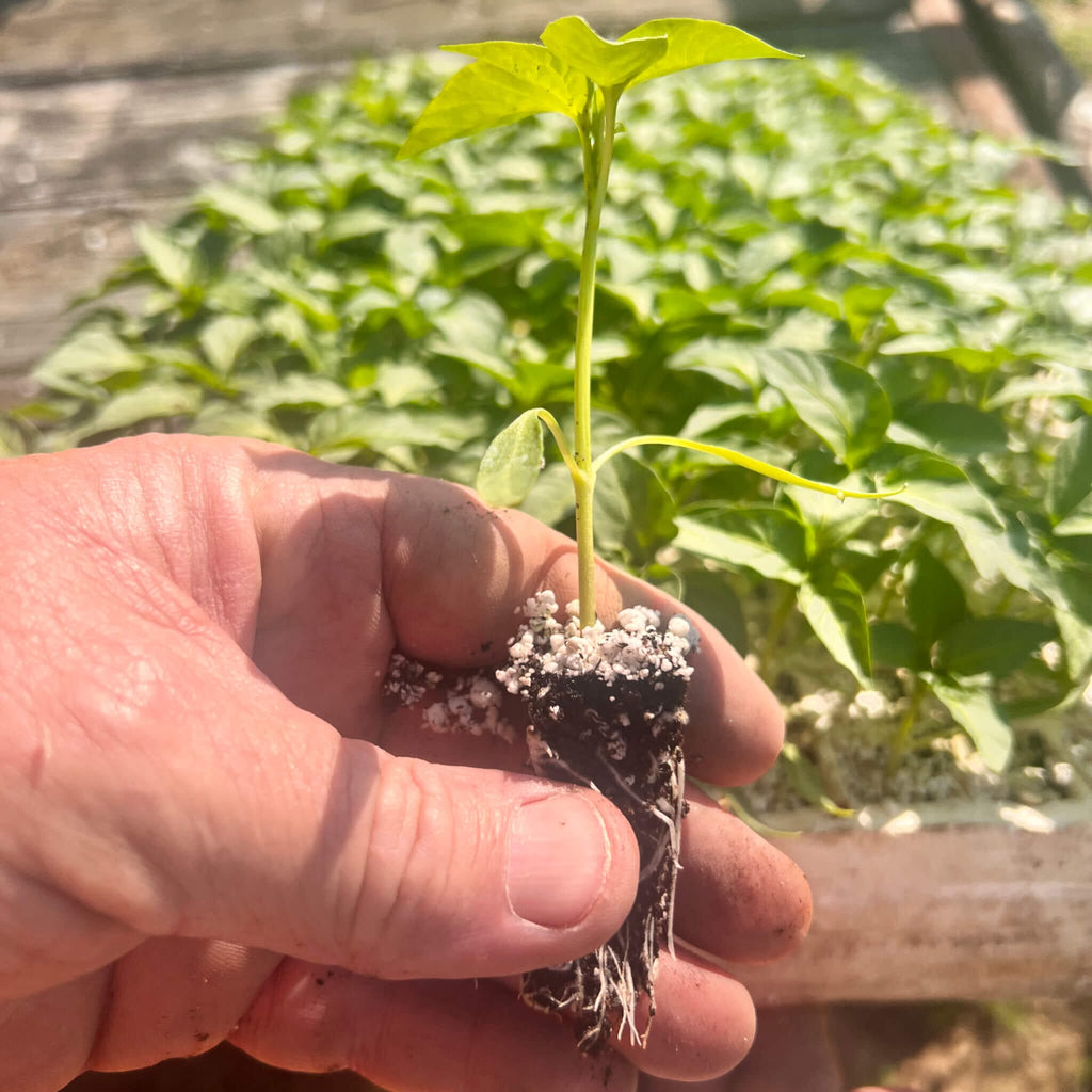 Pepper Plant Plugs Bundle