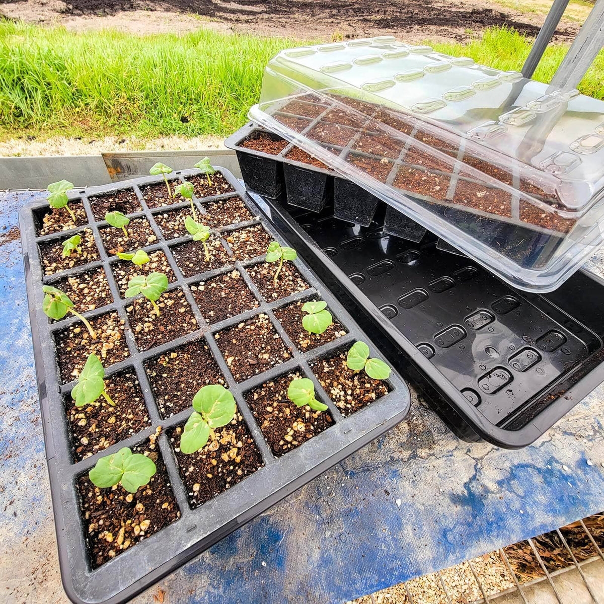 planting seeds in starter trays 48 Cell Seed Starting Kit