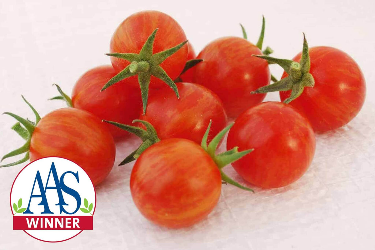 Cream of the Crop - Sparky XSL Hybrid Tomato F1 – HOSS