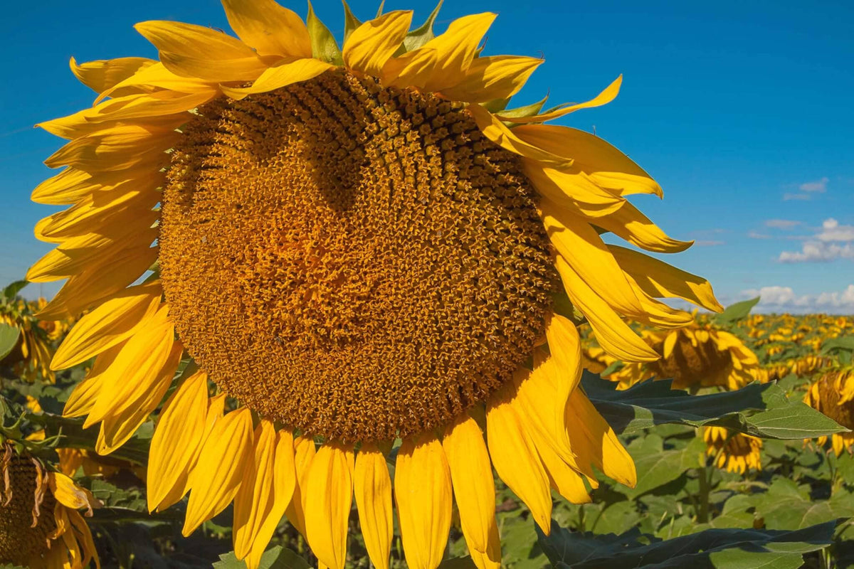 Titan-Sunflower-A_1200x1200.