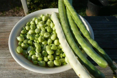Zipper Cream Pea