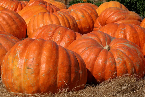 Atlantic Giant Pumpkin