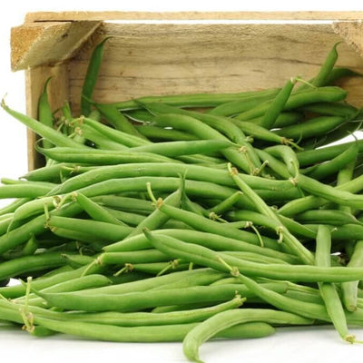 Blue Lake Bush Bean