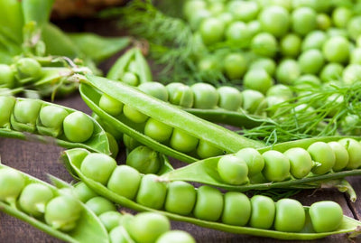 Green Arrow Pea