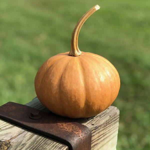 Seminole Pumpkin