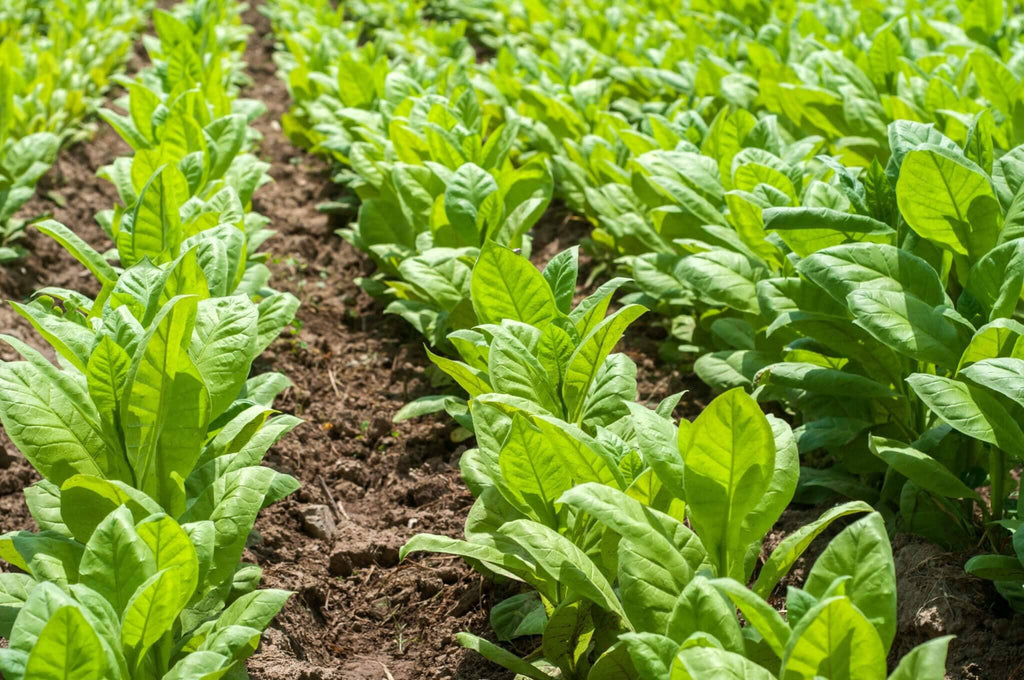Tobacco Growing Guide