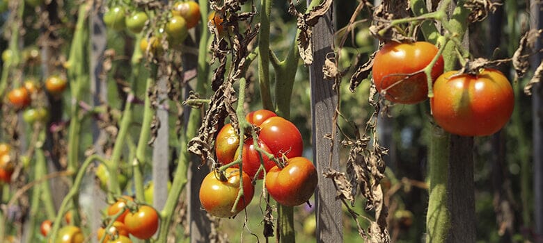 Row by Row Episode 138: The Best Way to Control Tomato Diseases