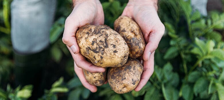 Row by Row Episode 39: The Best Tips for Growing a Huge Potato Harvest