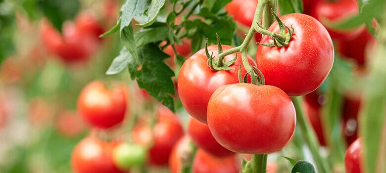 Row by Row Episode 40: The Best Tips for Growing Tomatoes