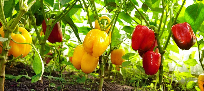 Row by Row Episode 44: Our Favorite Pepper Varieties for the Garden