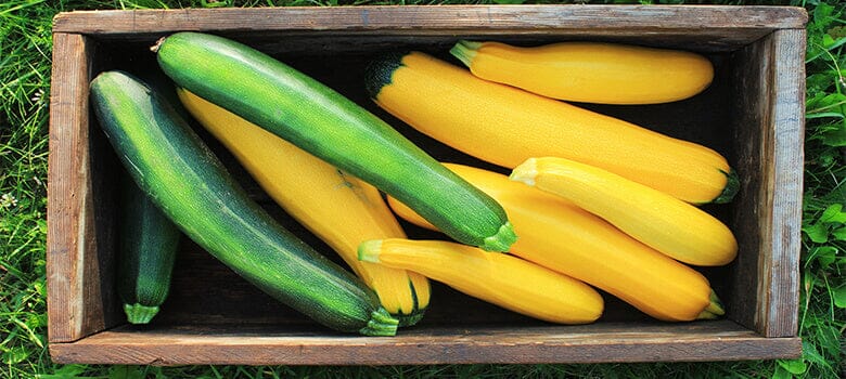 Row by Row Episode 45: The Best Varieties of Summer Squash and Cucumbers