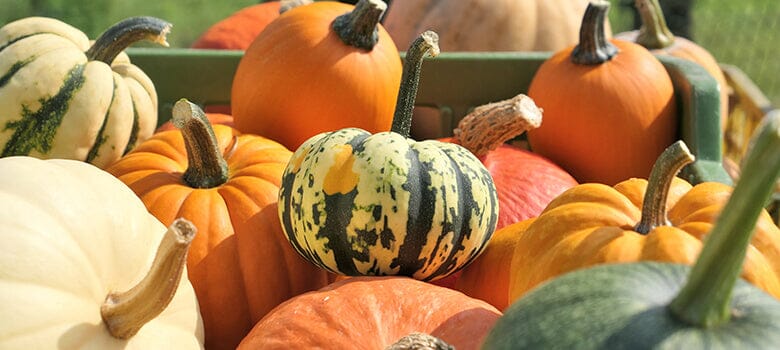 Row by Row by Episode 47: Winter Squash and Pumpkins for Your Vegetable Garden