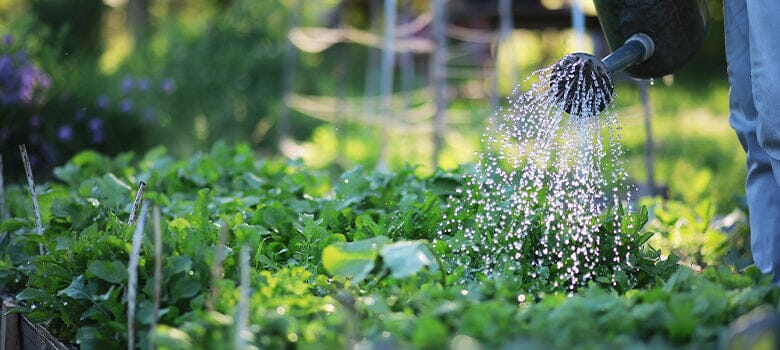 Row by Row Episode 49: Are You Giving Your Garden Enough Water?